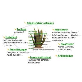 Gel d'Aloe Vera BIO - 100g - Wadi Shibam